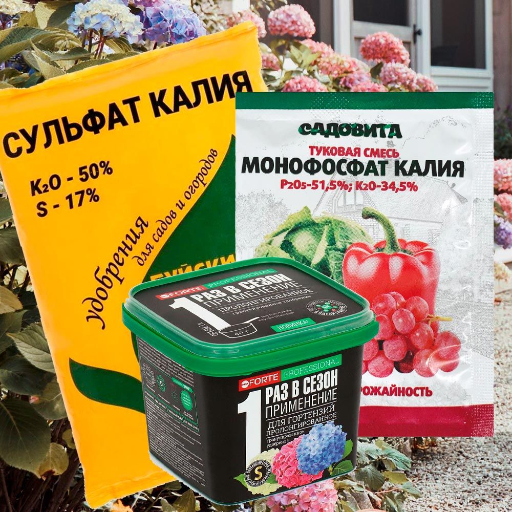Удобрения для гортензий в августе